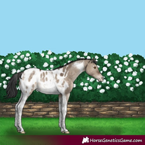 Horse Color:Brown Dun Tobiano Appaloosa Rabicano