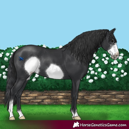 Horse Color:Black Sabino Frame 