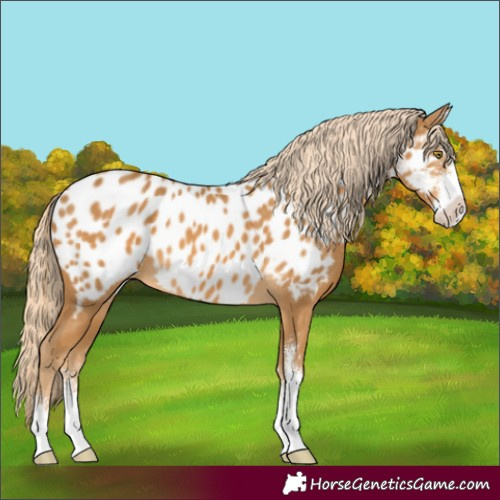 Horse Color:Palomino Sabino Appaloosa