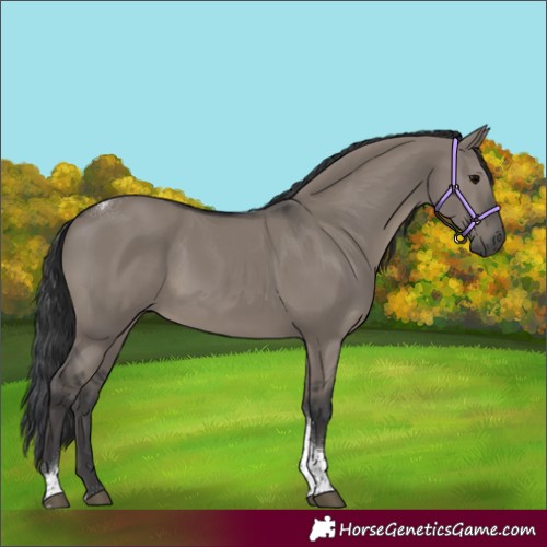 Horse Color:Grullo Tobiano 