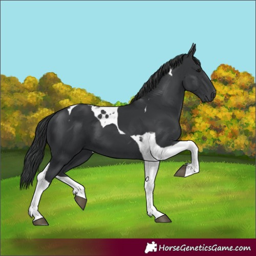 Horse Color:Black Tobiano 