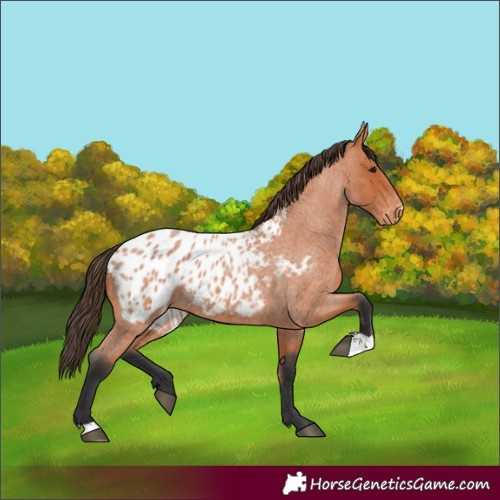 Horse Color:Bay Roan Appaloosa 