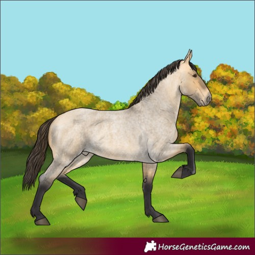 Horse Color:Buckskin Roan Dun
