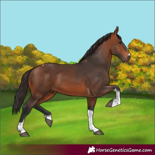Horse Color:Bay Tobiano