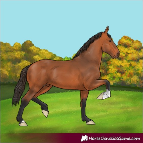 Horse Color:Bay 