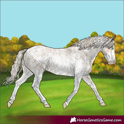 Horse Color:Chocolate Palomino Pearl Sabino Appaloosa Rabicano  and Chocolate Palomino Pearl Sabino Appaloosa Rabicano 