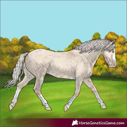 Horse Color:Silver Classic Champagne Dun Splash Frame