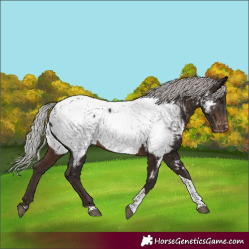 Horse Color:Silver Brown Tobiano Appaloosa Rabicano