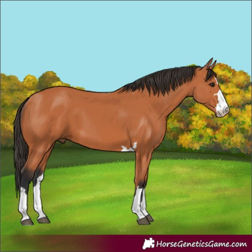 Horse Color:Bay 