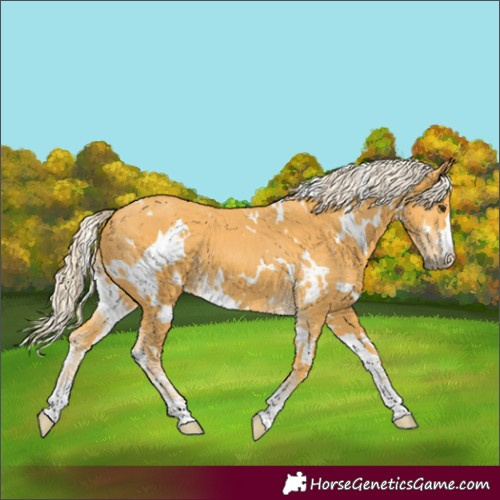 Horse Color:White Spotted Palomino 
