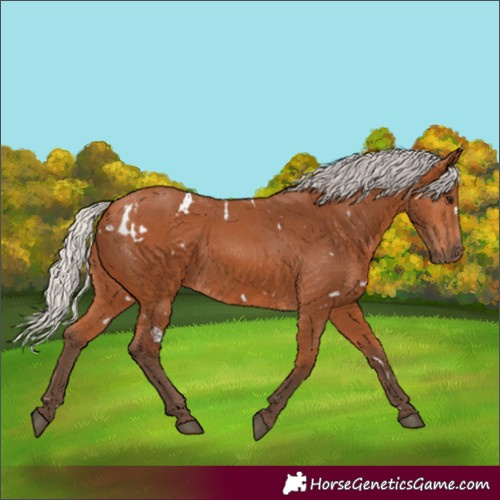 Horse Color:White Spotted Silver Bay 