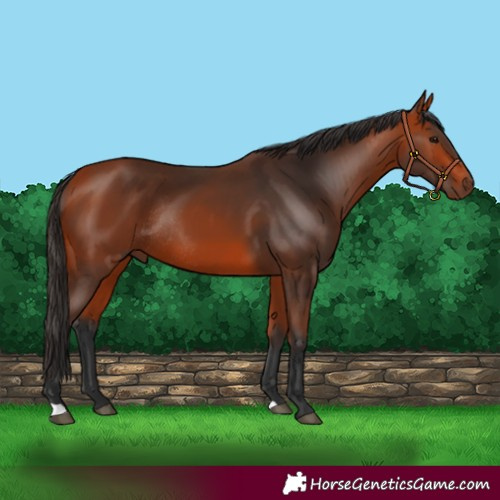 Horse Color:Bay Rabicano