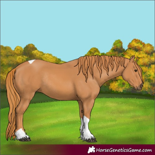 Horse Color:Chestnut Tobiano Rabicano