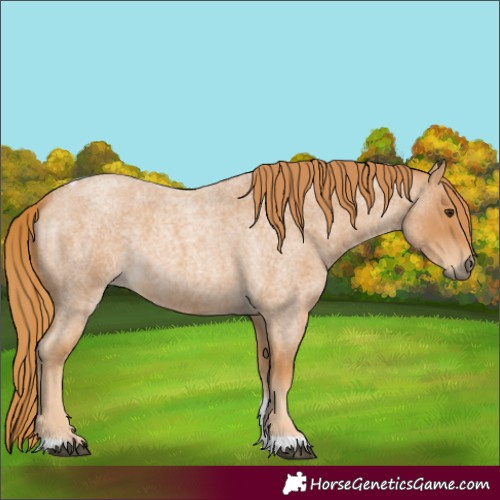 Horse Color:Red Roan Tobiano 