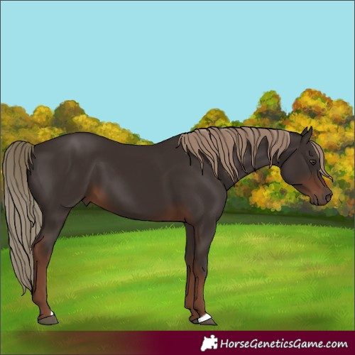 Horse Color:Liver Chestnut 