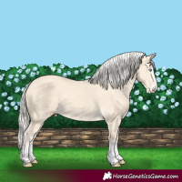 Horse Color:Cremello Splash and Cremello Splash