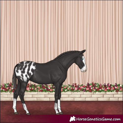 Horse Color:Smoky Black Splash Appaloosa 