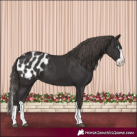 Horse Color:Smoky Black Splash Blanket