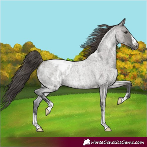 Horse Color:Grullo Ice Roan Appaloosa Rabicano 