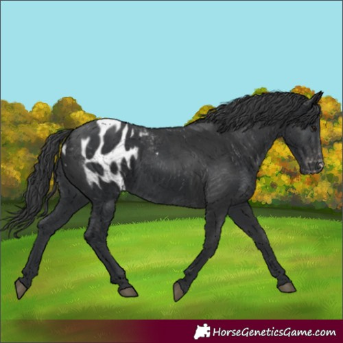 Horse Color:Black  and Black Appaloosa 