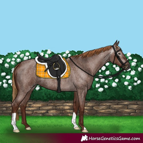 Horse Color:Gray Red Roan