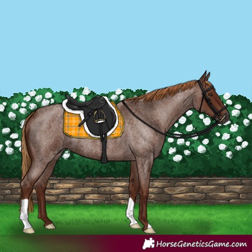Horse Color:Gray Red Roan