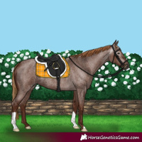 Horse Color:Gray Red Roan 