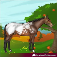 Horse Color:Bay Appaloosa 