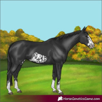 Horse Color:Black  and Black Frame 