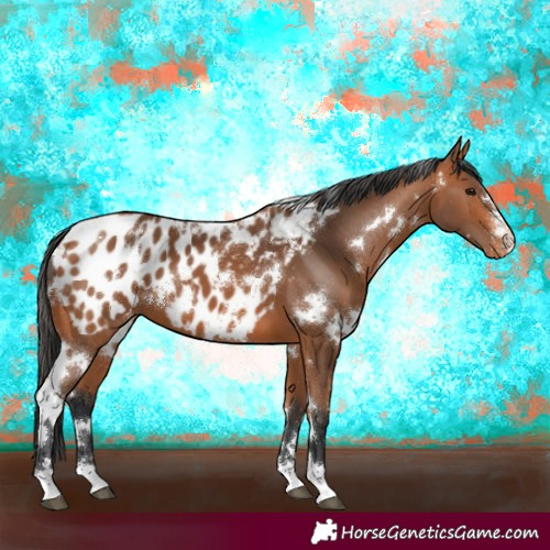 Horse Color:White Spotted Bay Appaloosa 