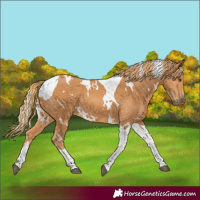 Horse Color:White Spotted Chestnut Tobiano 