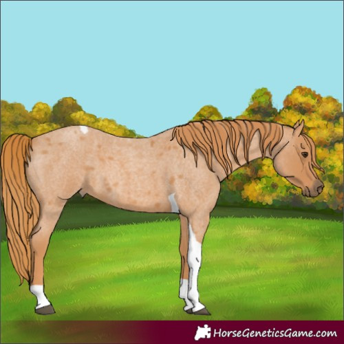 Horse Color:Red Roan Tobiano