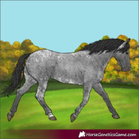 Horse Color:Blue Ice Roan  and Blue Ice Roan 