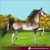 Horse Color:Brown Onyx Tobiano Rabicano 