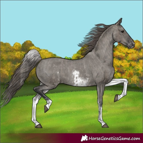 Horse Color:White Spotted Grullo Appaloosa Rabicano and White Spotted Grullo Appaloosa Rabicano