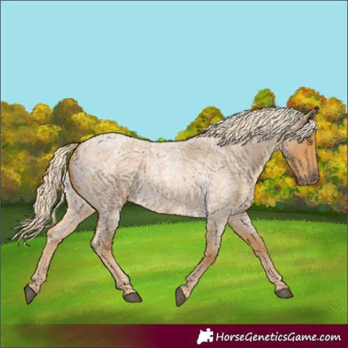 Horse Color:Palomino Roan