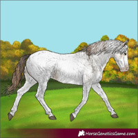Horse Color:White Spotted Grullo Appaloosa Rabicano and White Spotted Grullo Pearl Appaloosa Rabicano
