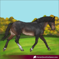 Horse Color:Brown Tobiano Rabicano 