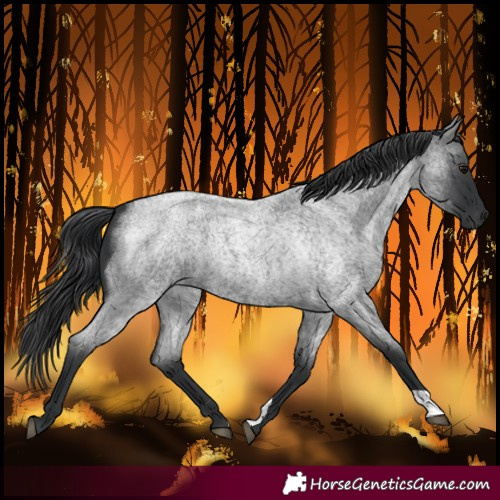 Horse Color:Blue Roan