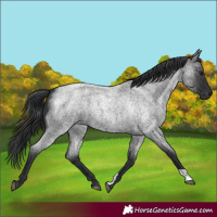 Horse Color:Blue Roan