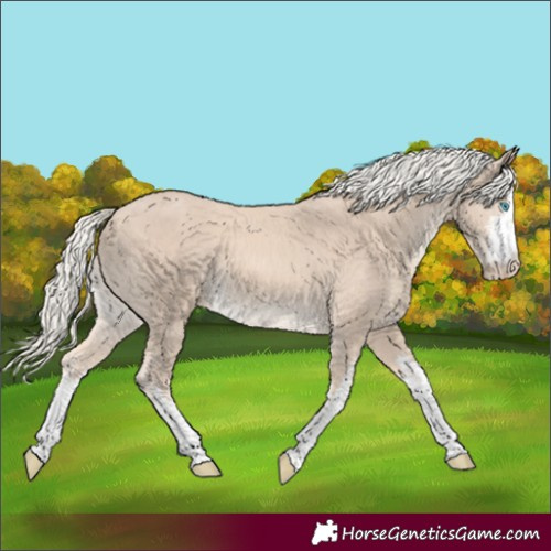 Horse Color:White Spotted Cremello