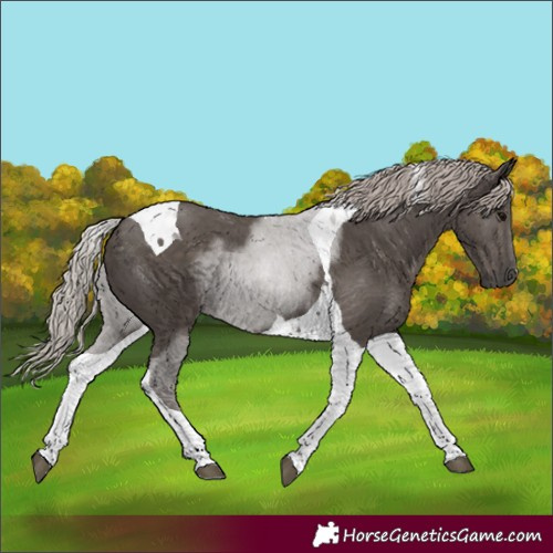 Horse Color:Silver Black Tobiano 