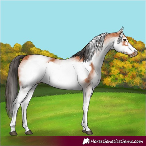 Horse Color:White Spotted Bay Frame