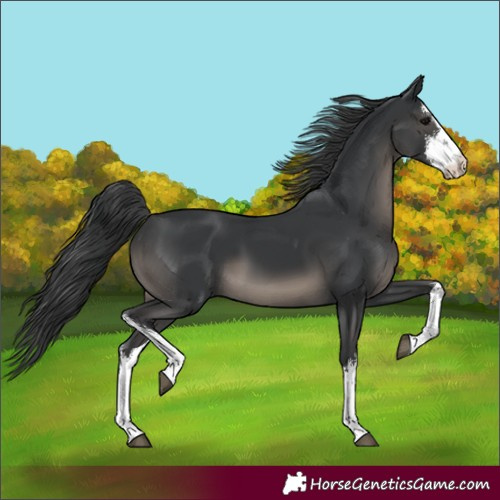 Horse Color:White Spotted Black
