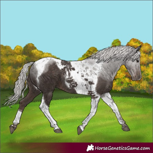 Horse Color:Silver Black Tobiano 