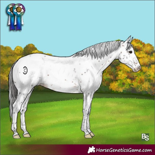 Horse Color:Brown Sabino Blanket