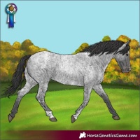 Horse Color:Blue Ice Roan and Blue Ice Roan Varnish