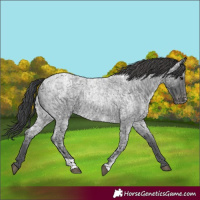 Horse Color:Blue Ice Roan and Blue Ice Roan Appaloosa