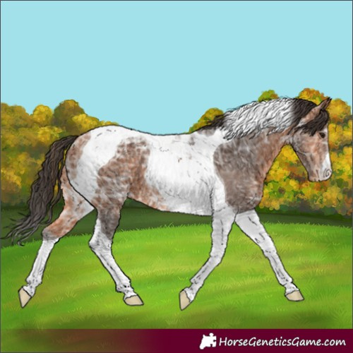 Horse Color:Bay Ice Tobiano Varnish 
