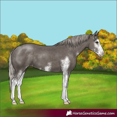 Horse Color:Silver Black Sabino Appaloosa